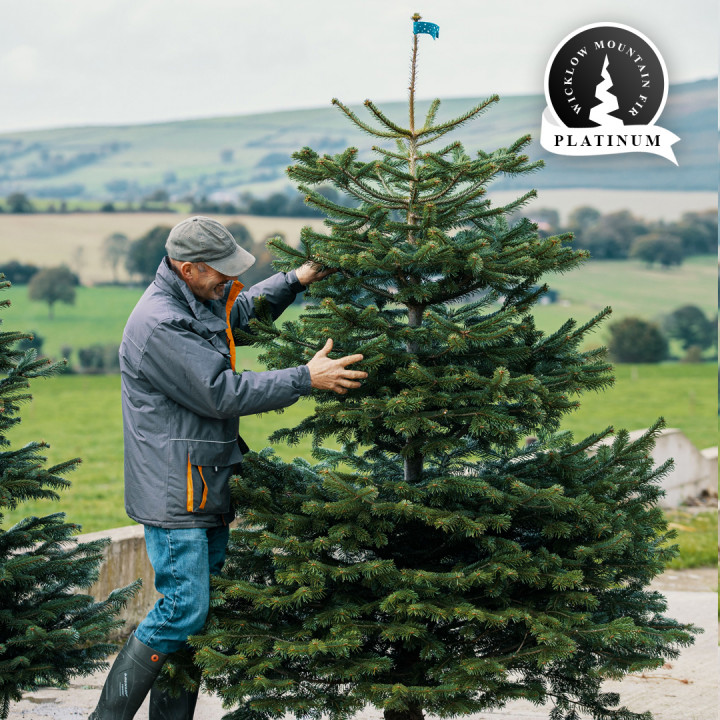 Real 8 8 5ft wicklow mountain fir