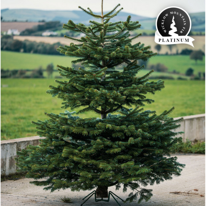 Real 9 9 5ft wicklow mountain fir